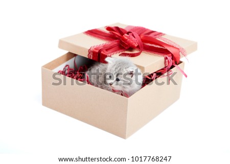 Little grey adorable kitten looking out of decorated birthday box being a cute present for someone. Small gray funny charming kittycat amusing playful fluffy kittycat cuteness happiness valentine