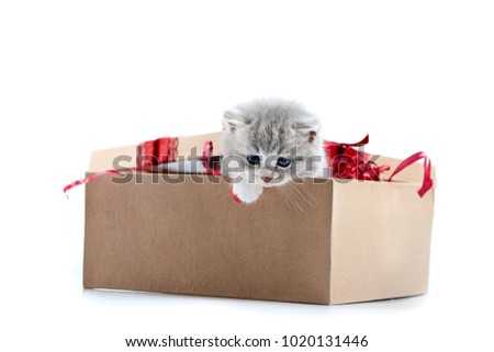Little grey adorable kitten looking out of decorated birthday box being a cute present for someone. Small gray funny charming kittycat amusing playful fluffy kittycat cuteness happiness valentine