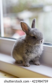 Little grey bunny rabbit sits on the window