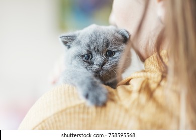 Little Grey Cat Laying On Woman's Shoulder, Looking Sad And Needy. British Shorthair.