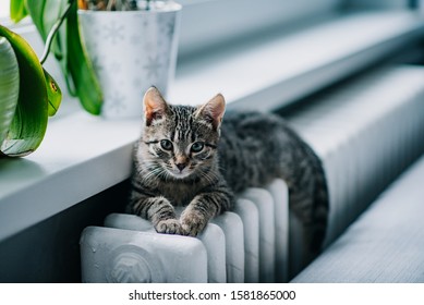 Little Grey Cat Relaxing On The Warm Radiator