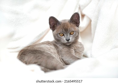 Little grey European Burmese Kitten sitting on a white blanket - Shutterstock ID 2165495517