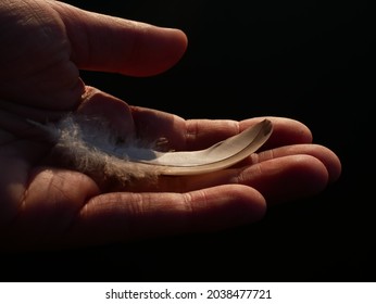 A Little Grey Feather In The Hand Of A Woman, Black Background.