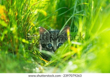 Little grey kitten with blue ayes hunting in green grass on the garden. Pets and animals photography