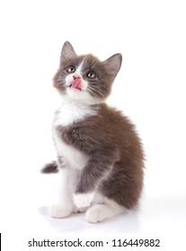 Little Grey Kitten Licking Lips Isolated On White