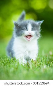 Little grey kitten meowing - Shutterstock ID 301513694