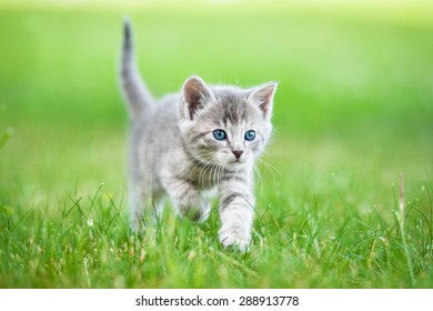 Kitten Outside Hd Stock Images Shutterstock