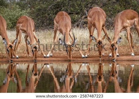 Little group of Common Impala drinking in waterhole front view in greater Kruger National park, South Africa ; Specie Aepyceros melampus family of Bovidae