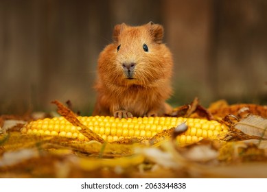 Little guinea pig with a corn in autumn