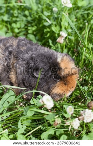 Little guinea pig in summer.