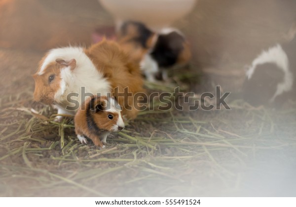 guinea pigs eating grass