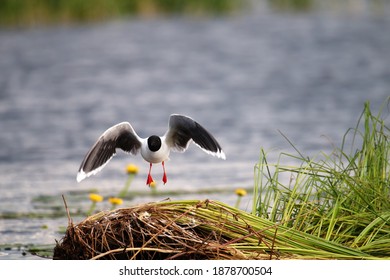 Little Gulls (Larus Minutus) Set Near The Nest In The Nest Habitat (meadow Bog; Quaking Bog - Sedge Terrestrialization Mire).