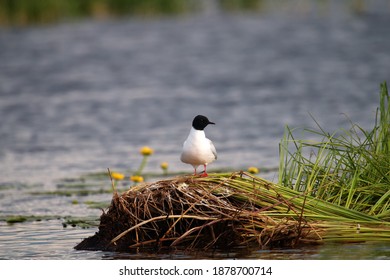 Little Gulls (Larus Minutus) Set Near The Nest In The Nest Habitat (meadow Bog; Quaking Bog - Sedge Terrestrialization Mire).