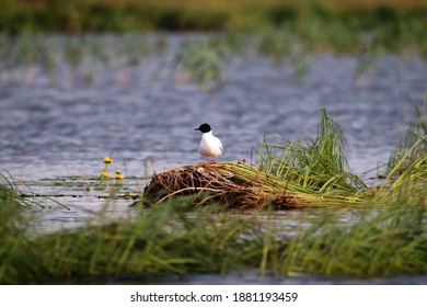 Little Gulls (Larus Minutus) Set Near The Nest In The Nest Habitat (meadow Bog; Quaking Bog - Sedge Terrestrialization Mire).