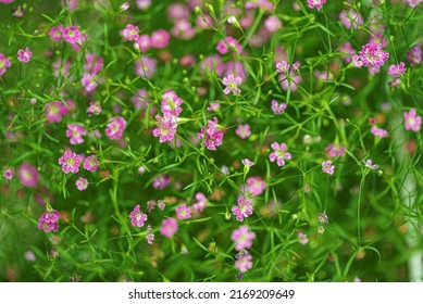little gypsophila pink  in the pot - Shutterstock ID 2169209649