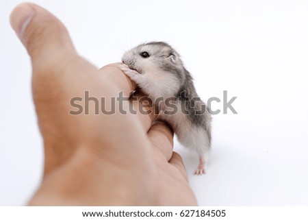 Image, Stock Photo Lap Rat Feminine Child