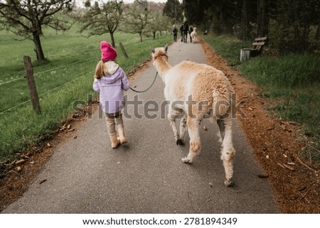 Little handler leads alpaca down country road, tether in hand, trees lining path, educational farm experience, confident small stride captured.