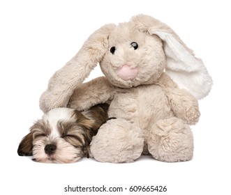 havanese plush toy