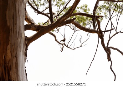 Little hawk resting in a tree, daylight. - Powered by Shutterstock