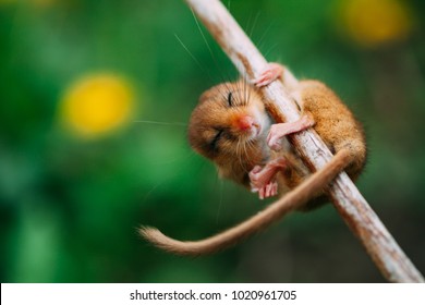 Little hazel dormouse climb the twigs in nature. Muscardinus avellanarius - in Hungary is the animal of the year 2017. Endangered animal.
