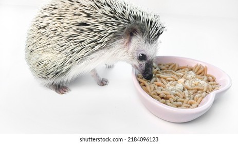 Little Hedgehog Eats Living Worm. Hedgehog Pet Eating Food On White Background. Insectivore