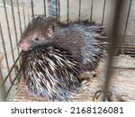 Little hedgehog in a metal cage. Javan porcupine (Hystrix javanica) is a type of rodent from the Hystricidae tribe which is endemic to Indonesia.