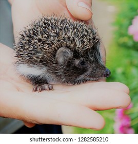 Little Hedgehog On A Large Human Palm. Cub Hedgehog Fell Into The Hands Of Man. Beautiful Tiny Creature With Small Paws, Ears And Nose. Hedgehog-baby And A Big Hand.