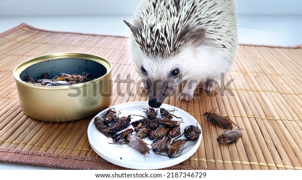 Little hedgehog pet eating canned\
cockroach. Canned food for insectivores. African pygmy hedgehog\
eating food on brown background. Pet food with insects.\
