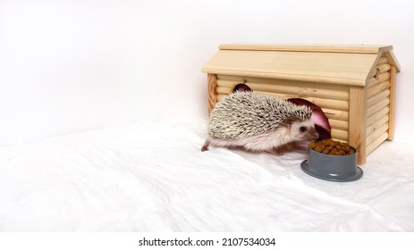 Little Hedgehog Pet Eating At Wooden House On White Background.  Hedgehog Home Care