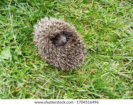 Similar – Igel Garten Erwachsene