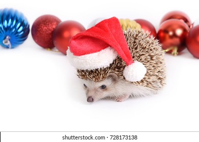 Little hedgehog wearing red santa hat with christmas ball on white background. - Powered by Shutterstock