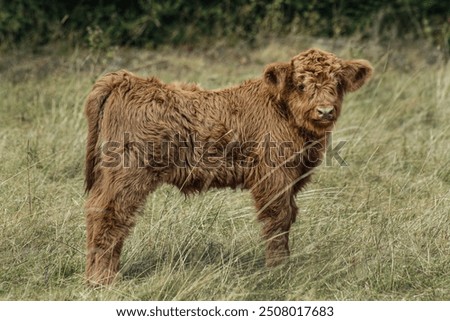 Similar – Young cattle Cattle Calf