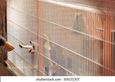 A little homeless puppy behind bars in a shelter is reaching out to touch a human hand. - Powered by Shutterstock