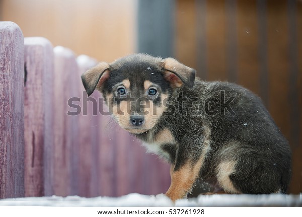 悲しそうな目をした小さなホームレスの子犬 の写真素材 今すぐ編集