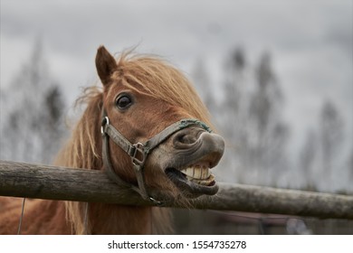 Маленькая лошадка в небольшом латвийском зоопарке. Улыбка лошади. Лошадь показывает зубы, улыбающаяся лошадь, забавные лошади, смешные морды животных. смех