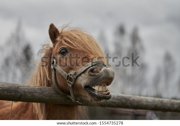Little horse at small latvian zoo. Horse smile.\
Horse showing teeth, smiling horse, funny horses, funny animal\
face. laugh animal