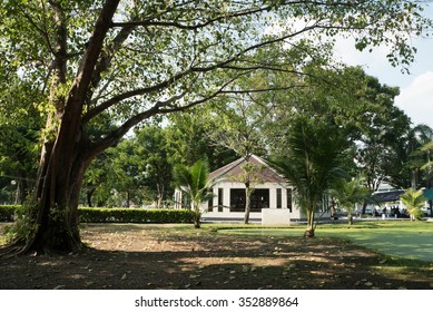 Little House Big Tree