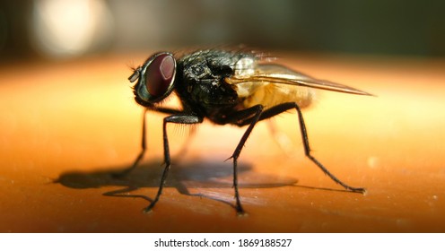 Little House Fly Close Up              