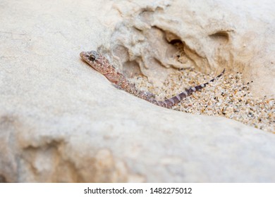 Little House Geck - Hemidactylus Turcicus