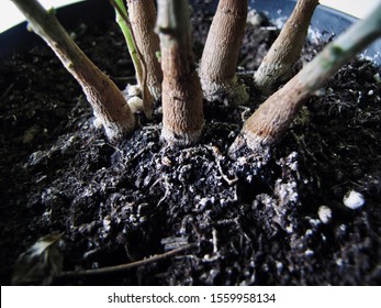 Little Houseplant Roots In Soil Looking Like A Real Big Trees In A Closeup Macro View