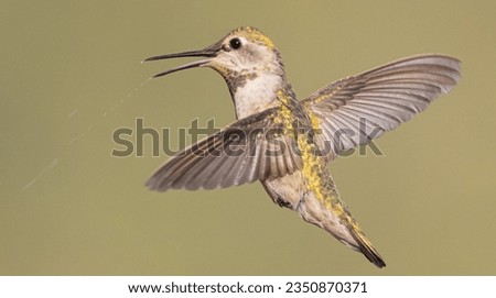 little hummingbird, hovering, beak open with spray, spray of sugar water; on flight hummingbird, hovering, both wings back, tail feathers splayed