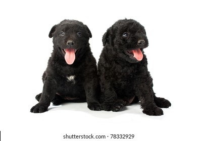 Little Hungarian Puli Dog