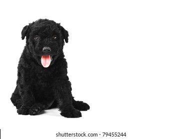 Little Hungarian Puli Dog