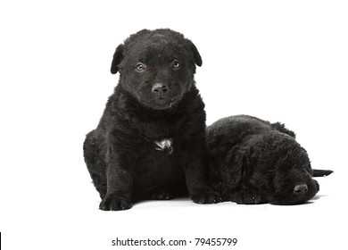 Little Hungarian Puli Dog