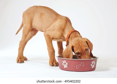  Little Hungarian Vizsla Pointer Puppy Eating On White Background