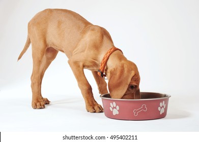  Little Hungarian Vizsla Pointer Puppy Eating On White Background