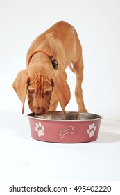  Little Hungarian Vizsla Pointer Puppy Eating On White Background