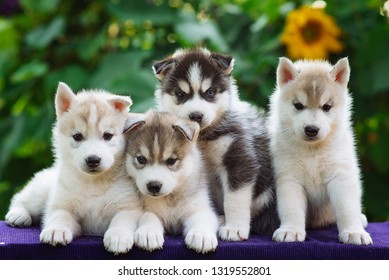 Little Husky Puppies