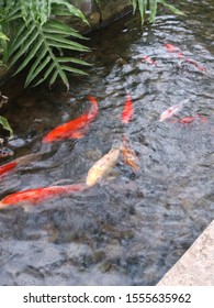 A Little Indoor Koi Pond With Koi Fish Swimming Around It