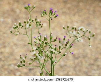 Little Iron Weed Grass Vernonia Cinerea Stock Photo 1392926270 Shutterstock